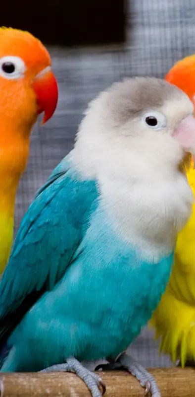 cute parrots