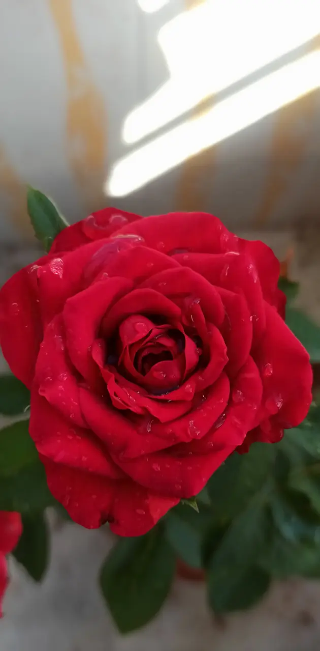 Best love Rose