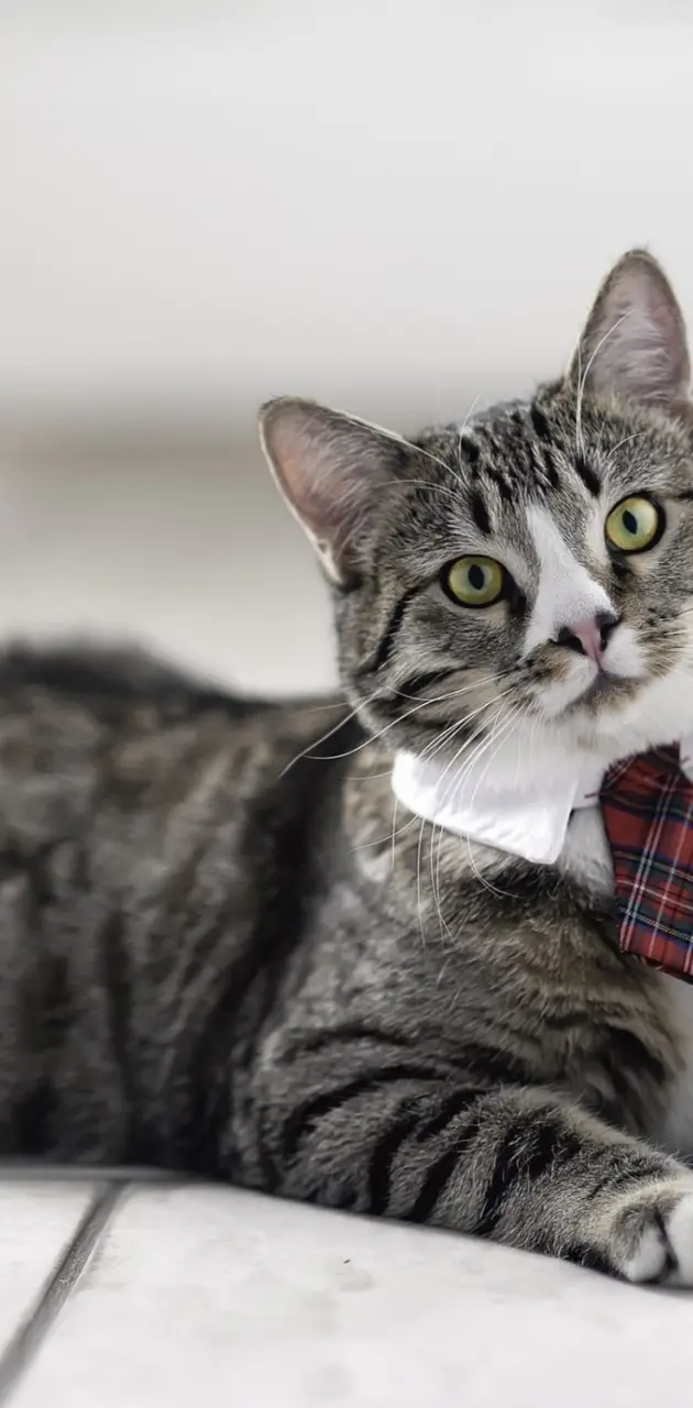 gatito con corbata