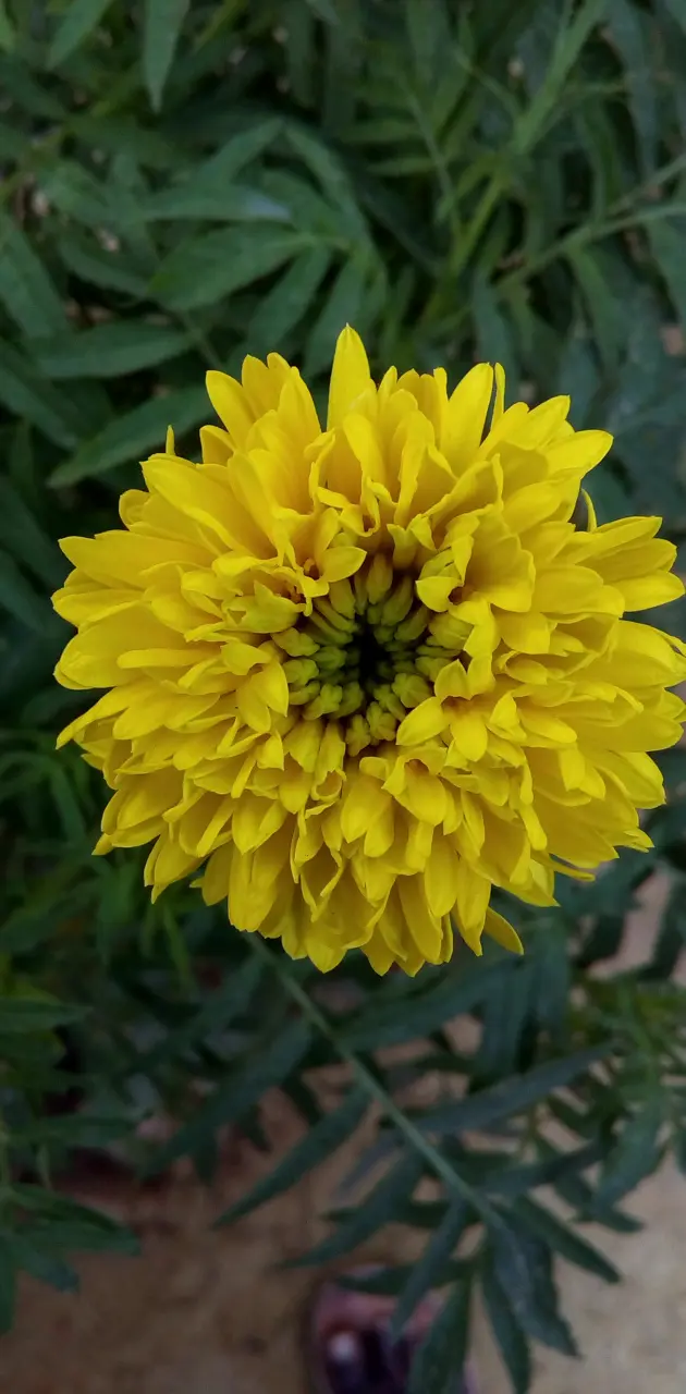 Telangana flower