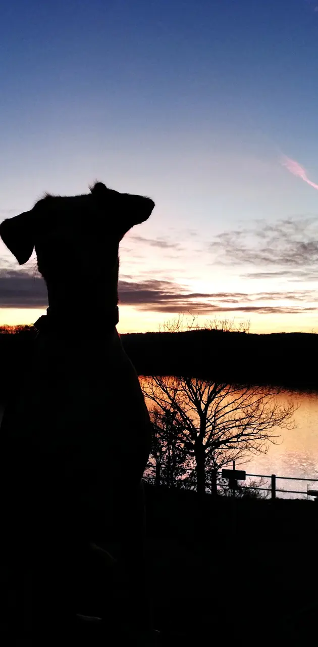 Dog at sunsetlake