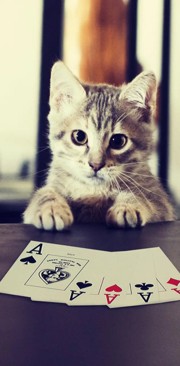 Poker cat