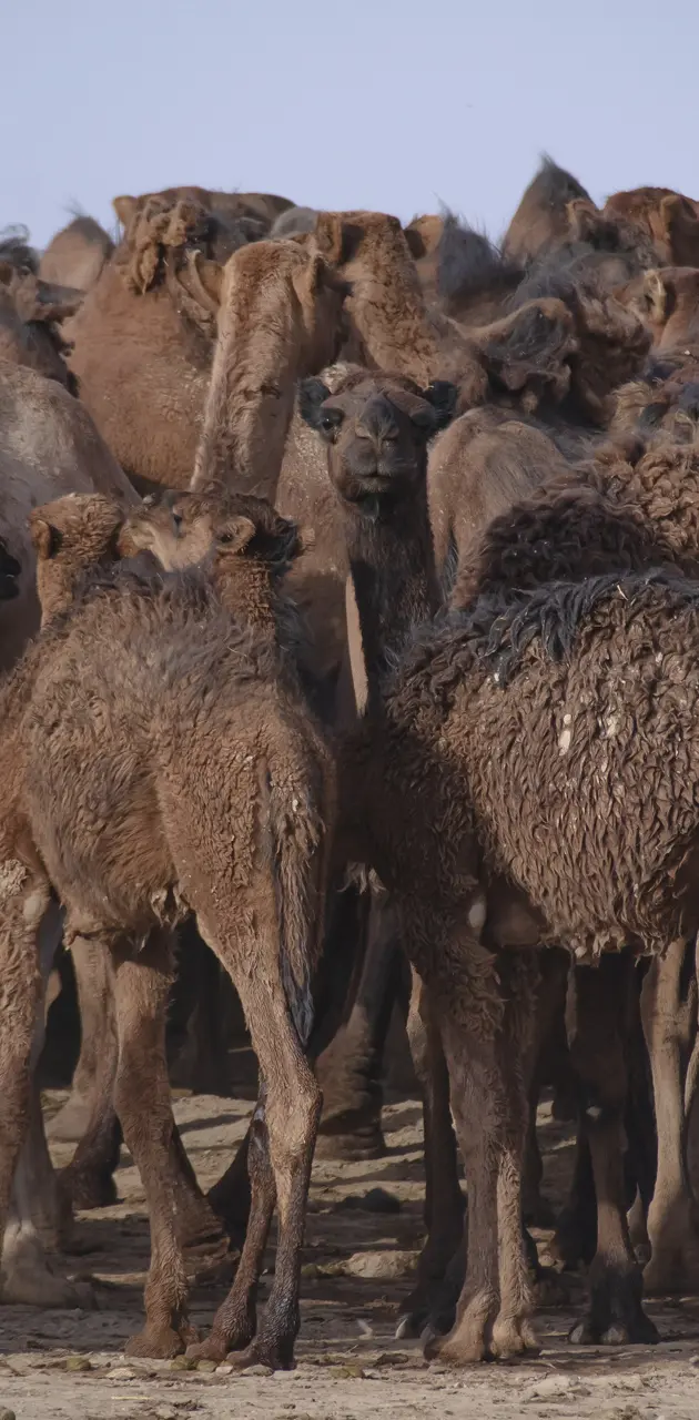 camels In Desert