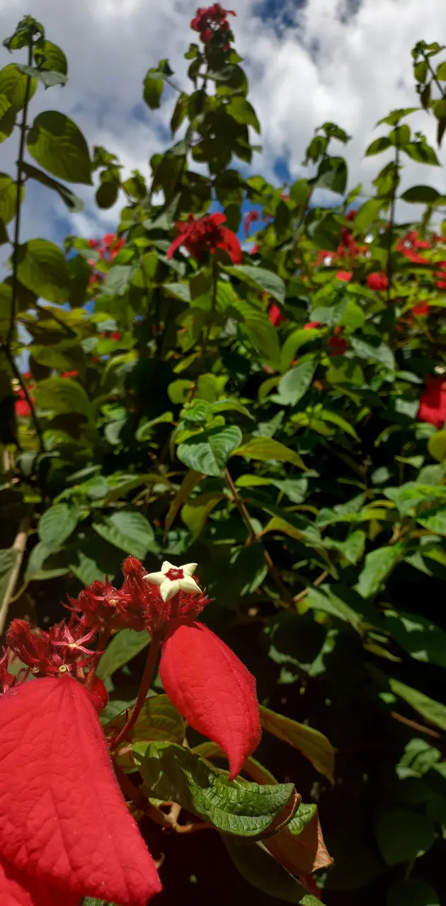 Red Flower Bush