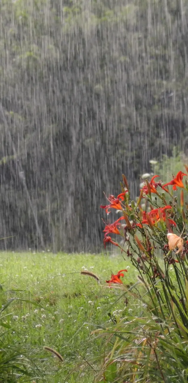 Rain Flowers