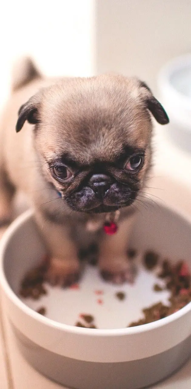 Cute small pug