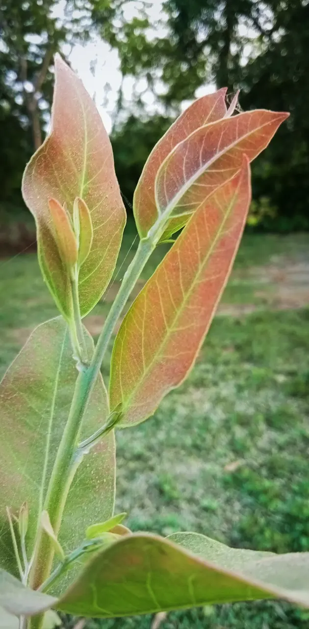 New leaves of the tree