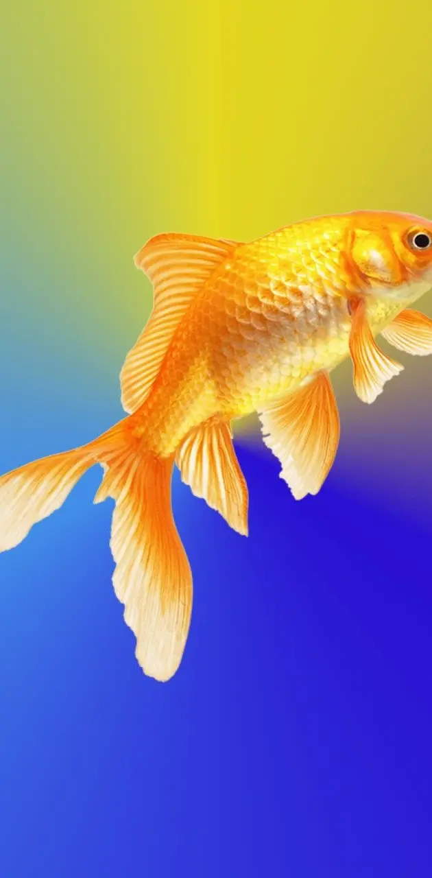 Golden Fish in the Aquarium Wallpaper - Fish Wallpaper for iPhone
