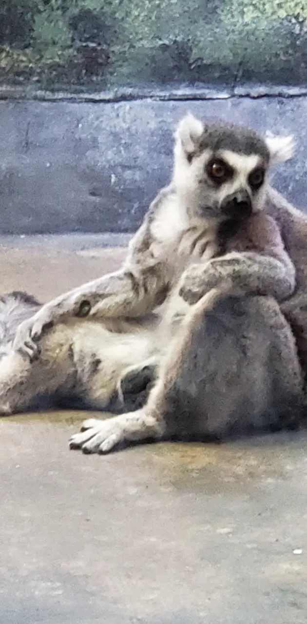 Lemur at zoo