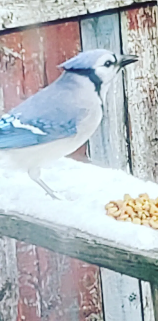 Winter blue Jay 