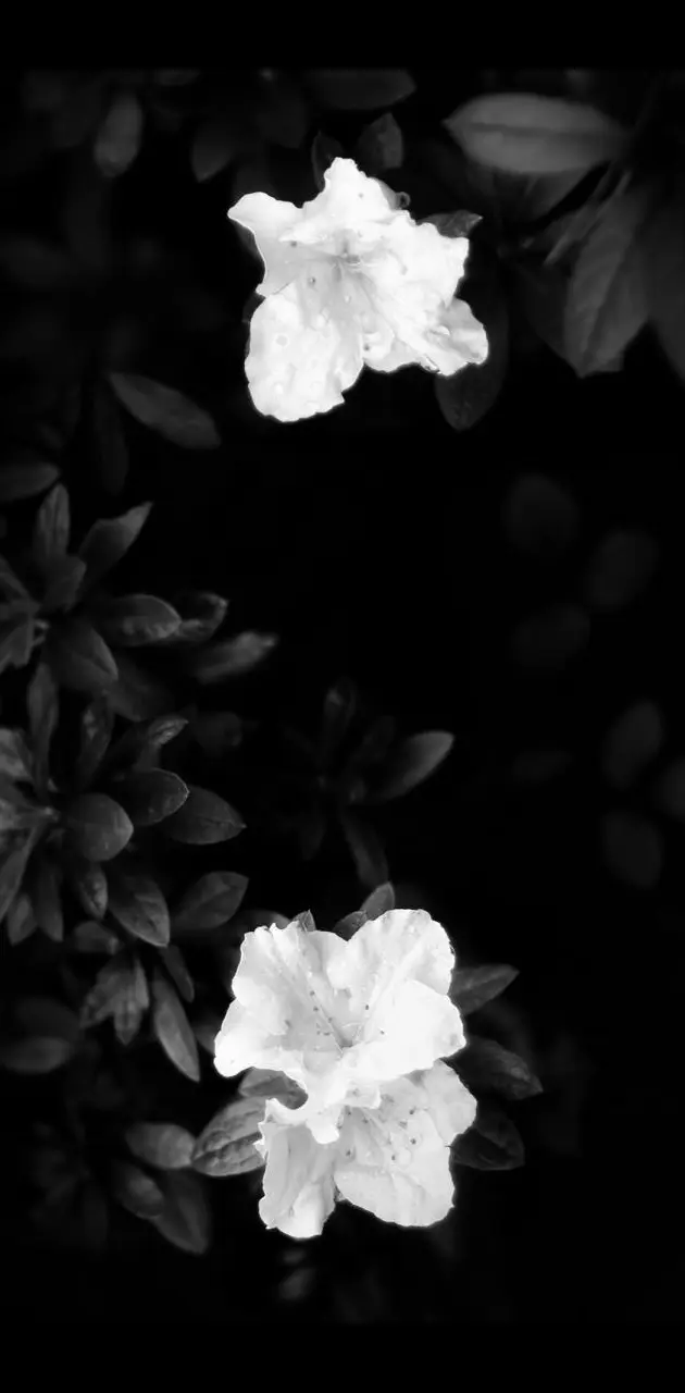 black n white bloom