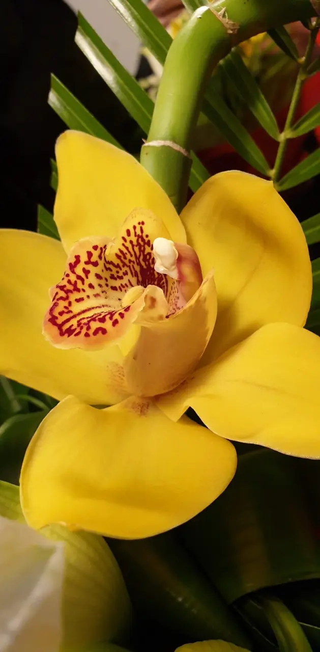 yelow orchid
