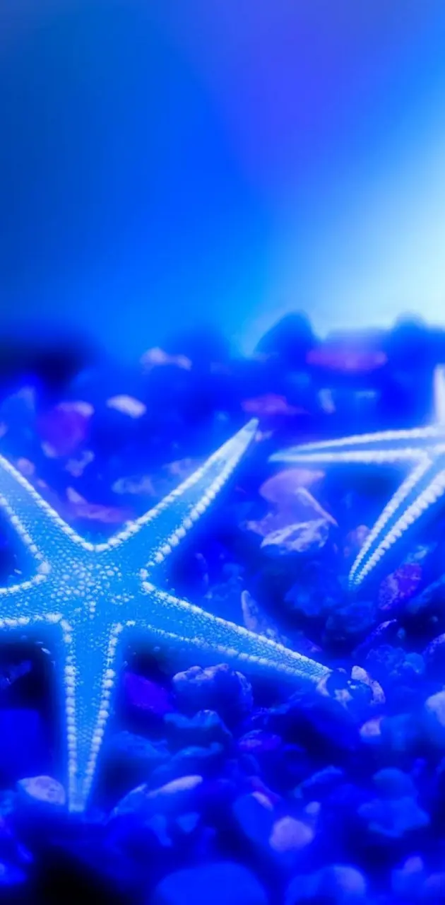 Blue Starfishes