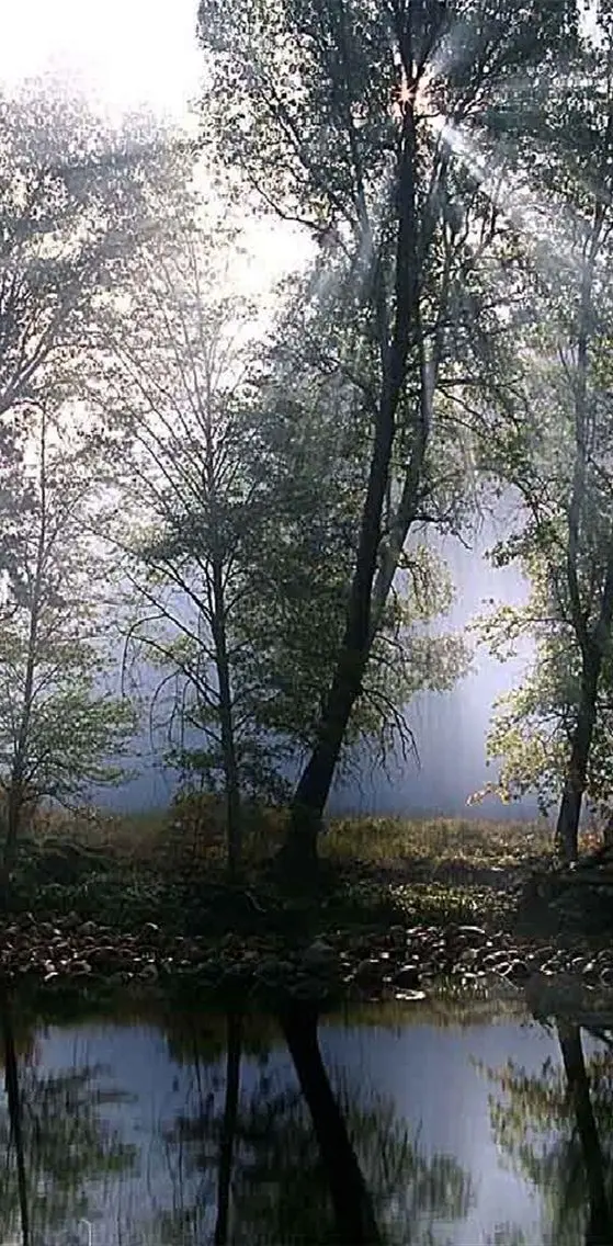 Morning In Forest