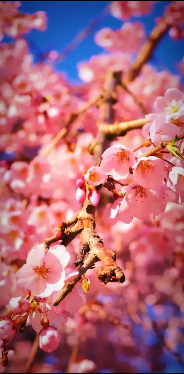 Sakura blossom 