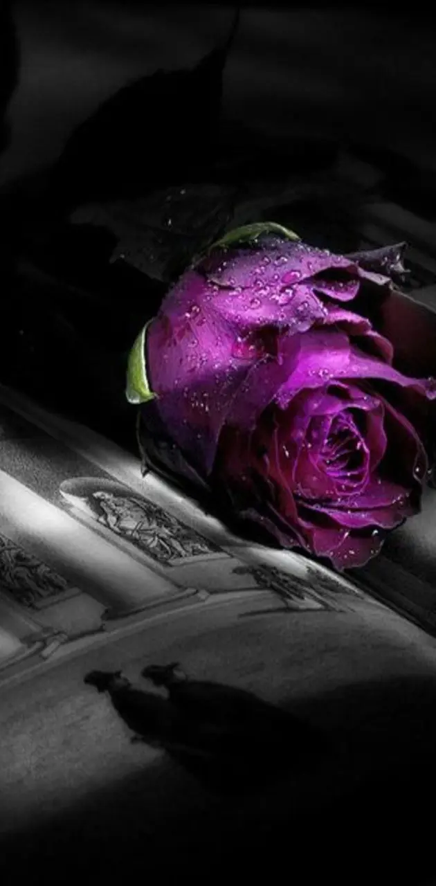 Purple  Rose