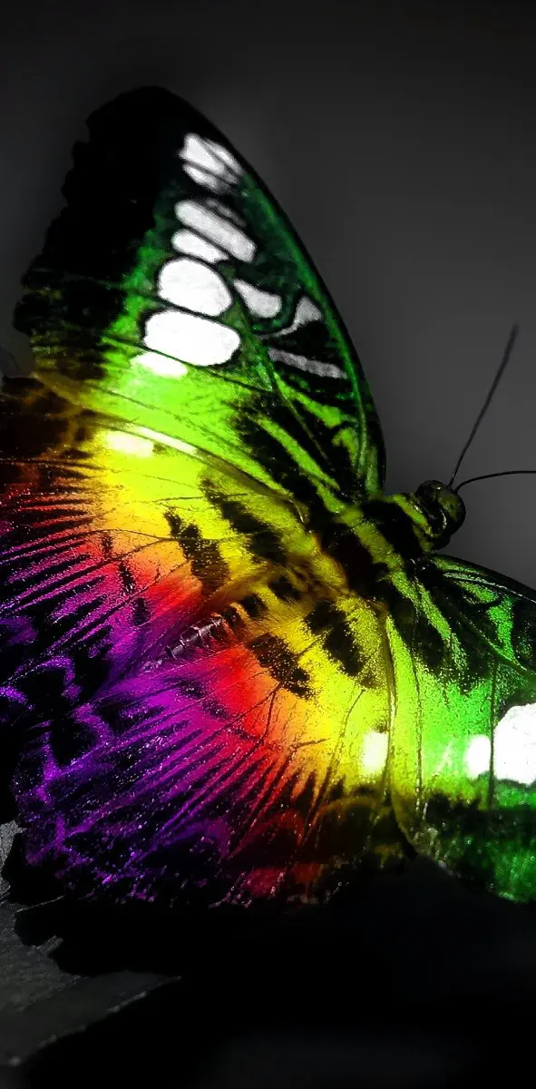 Colors Butterfly