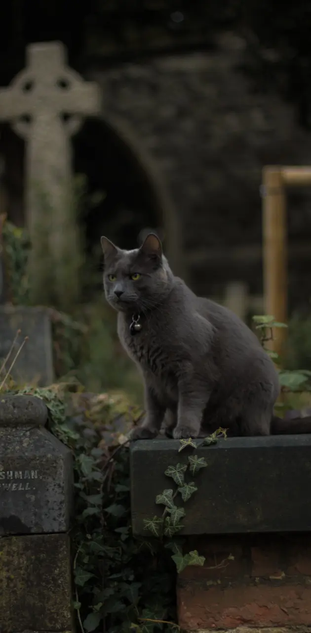 Cat In Graveyard