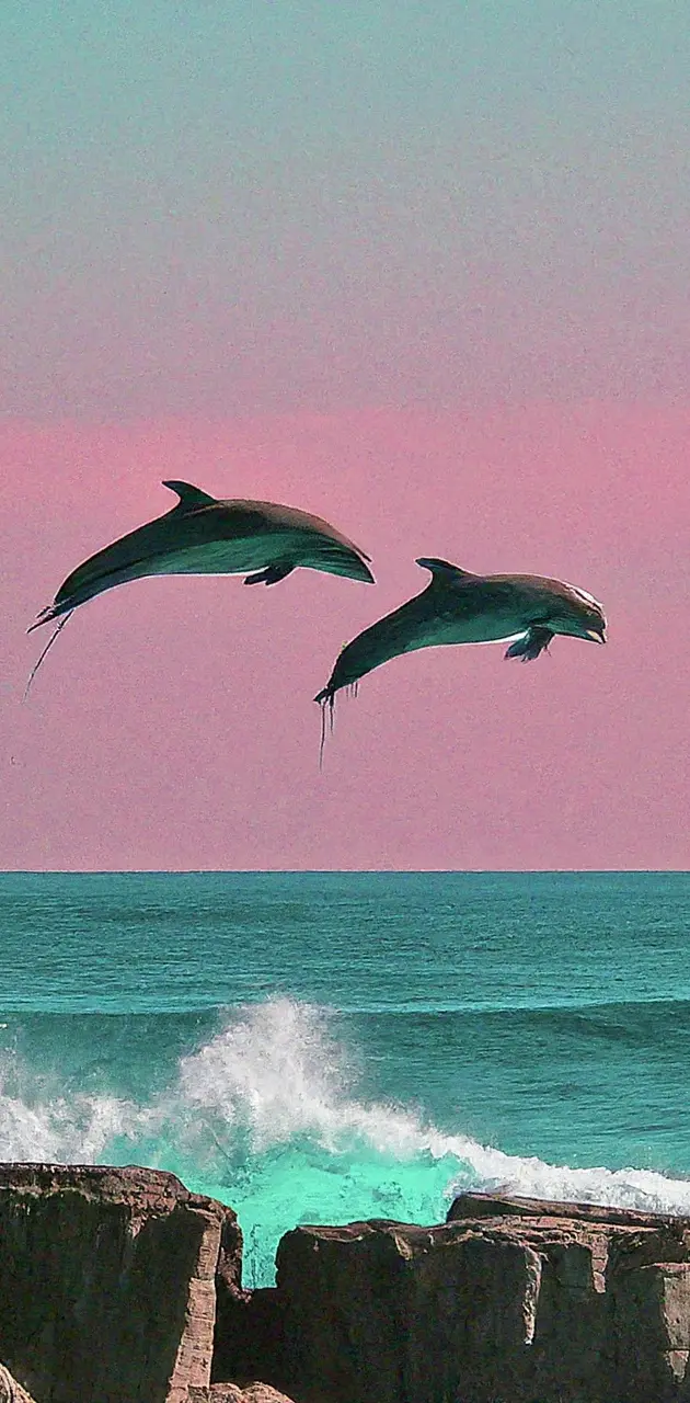 Pink dolphins in the distance swimming
