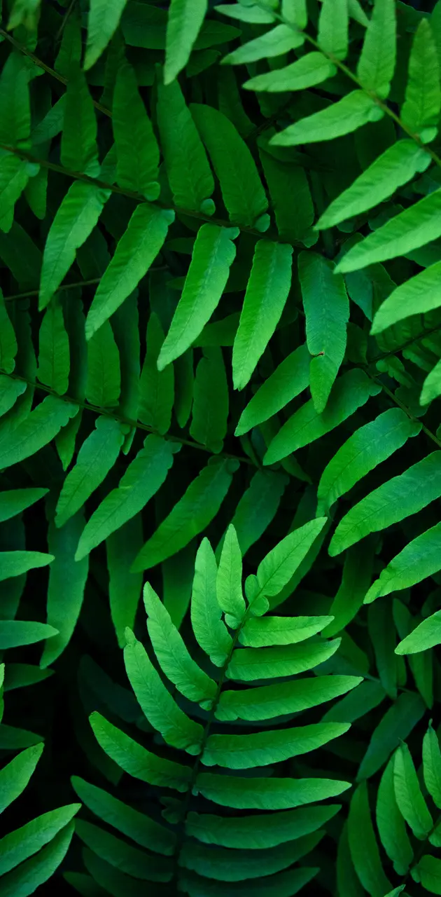 Green Leaf v1