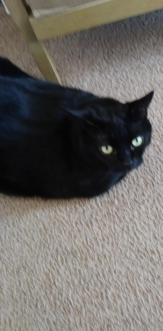 Sheba the black cat