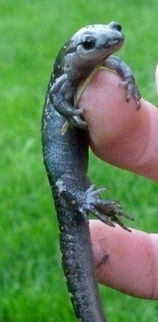 Newt salamander