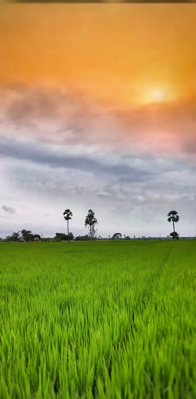 Indian flag scenery
