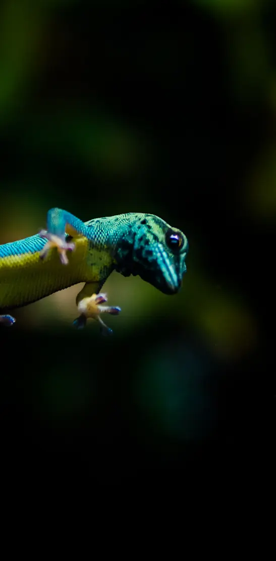 Electric Blue Gecko