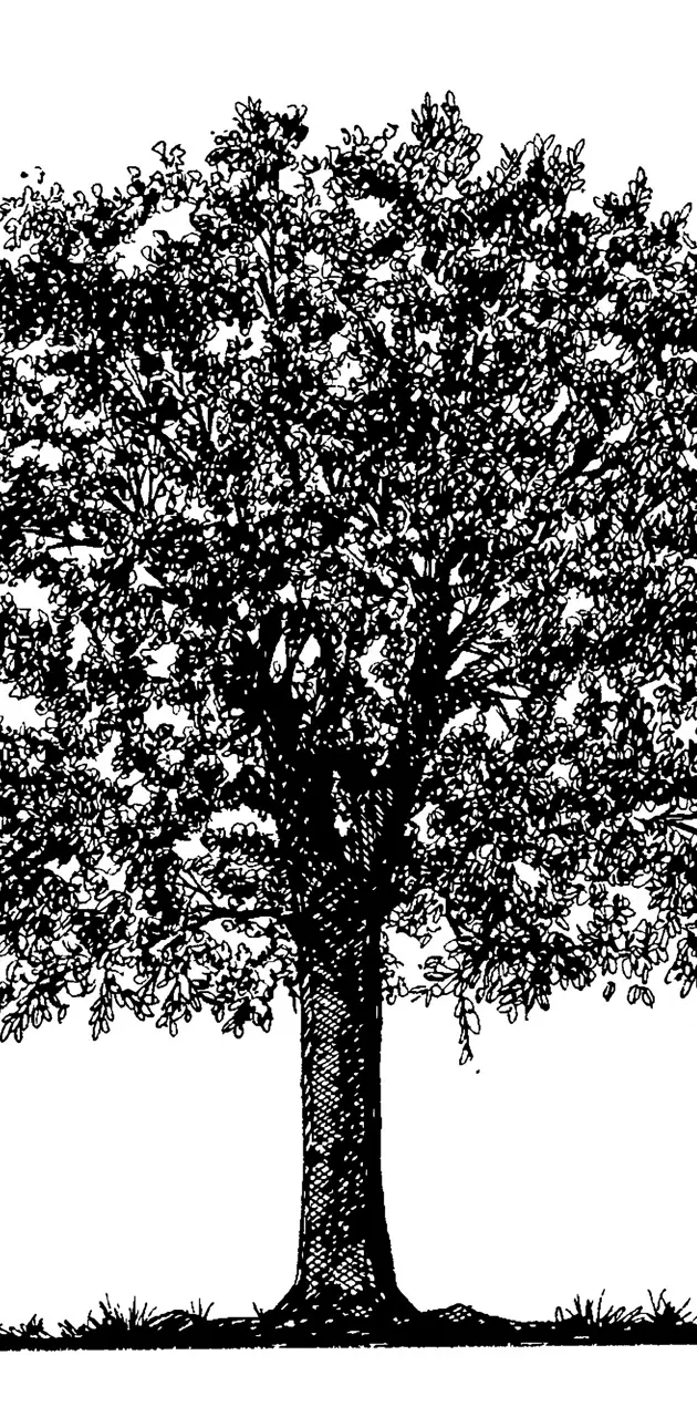 OCD Tree