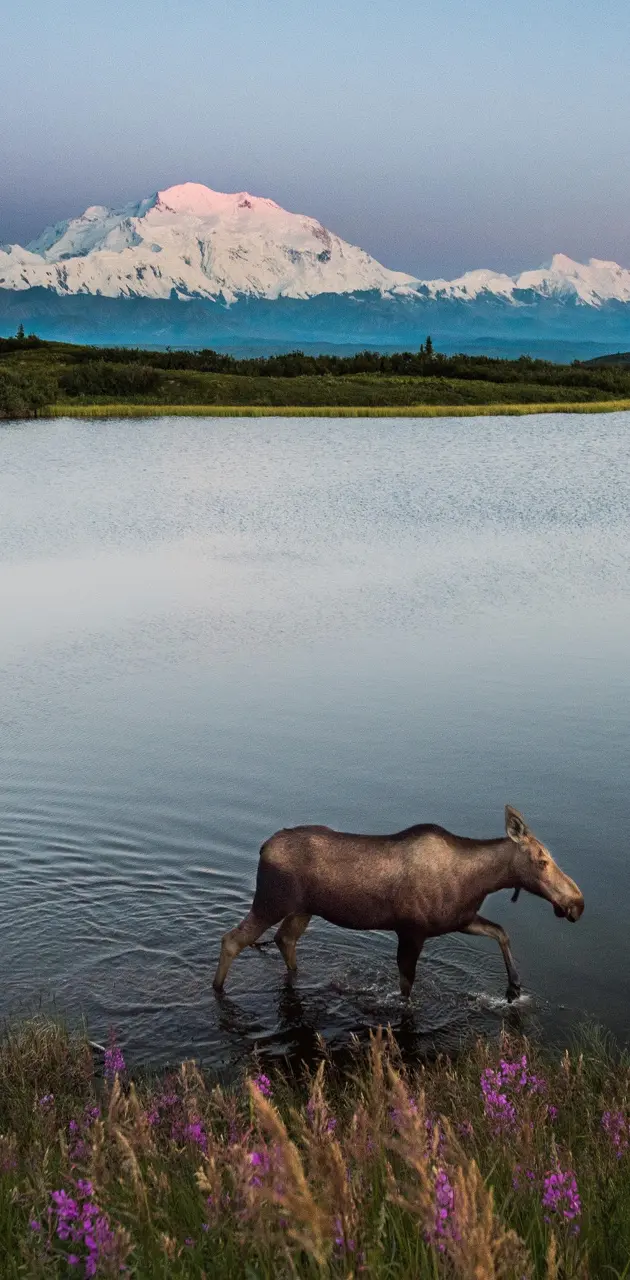 Alaska Moose 