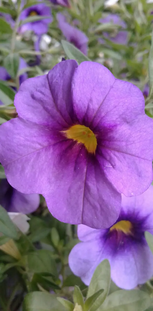 Purple yellow flower