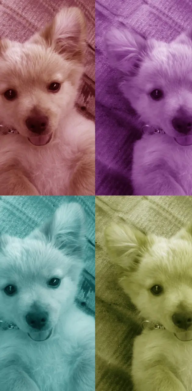 Cute Puppy Rainbow