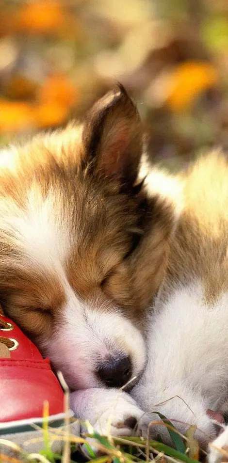 Puppy Cuddle