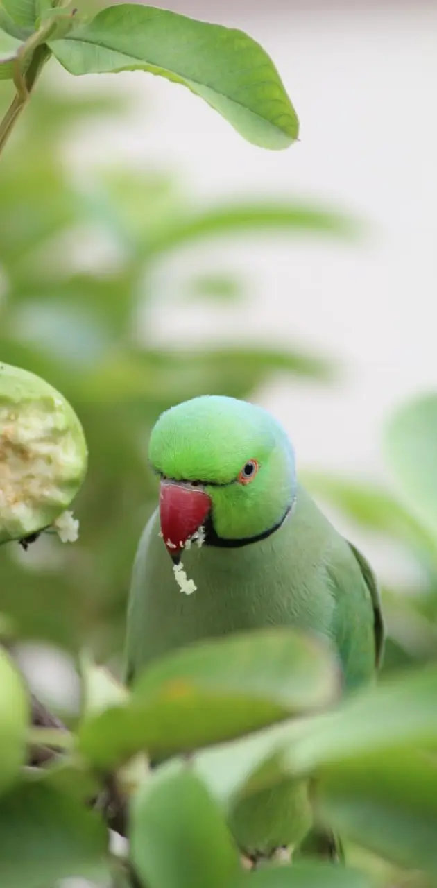 Parrot Love