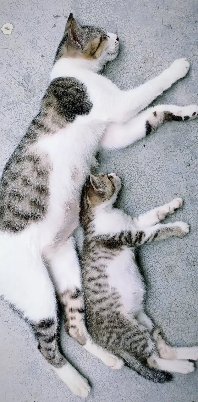 Love of mother 