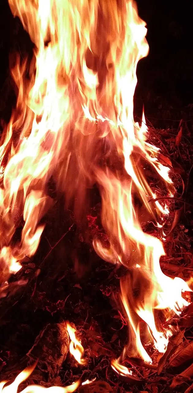 Burning pheonix