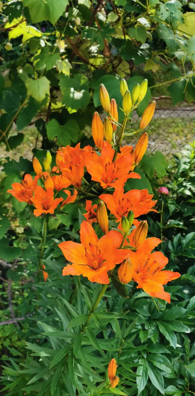 Orange flower P30 Pro 