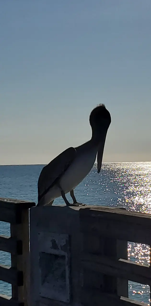 Pelican 