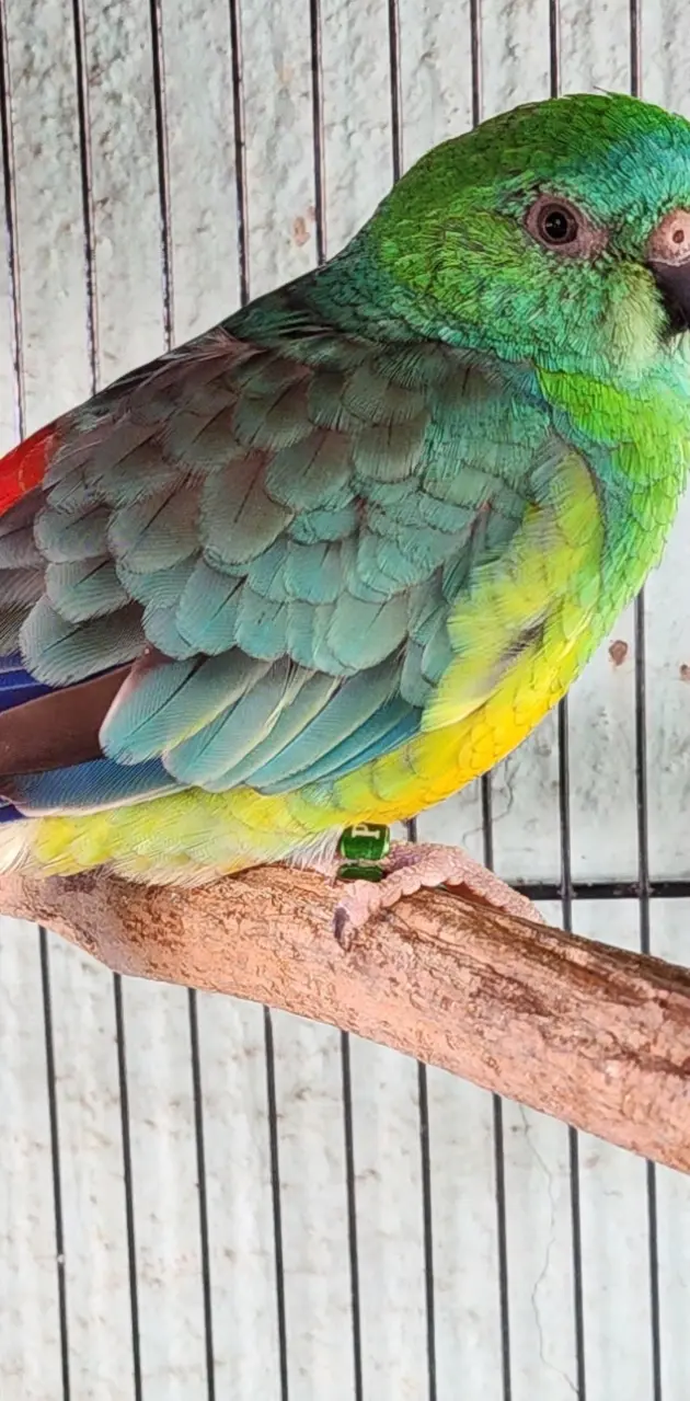 Redrump parakeet 