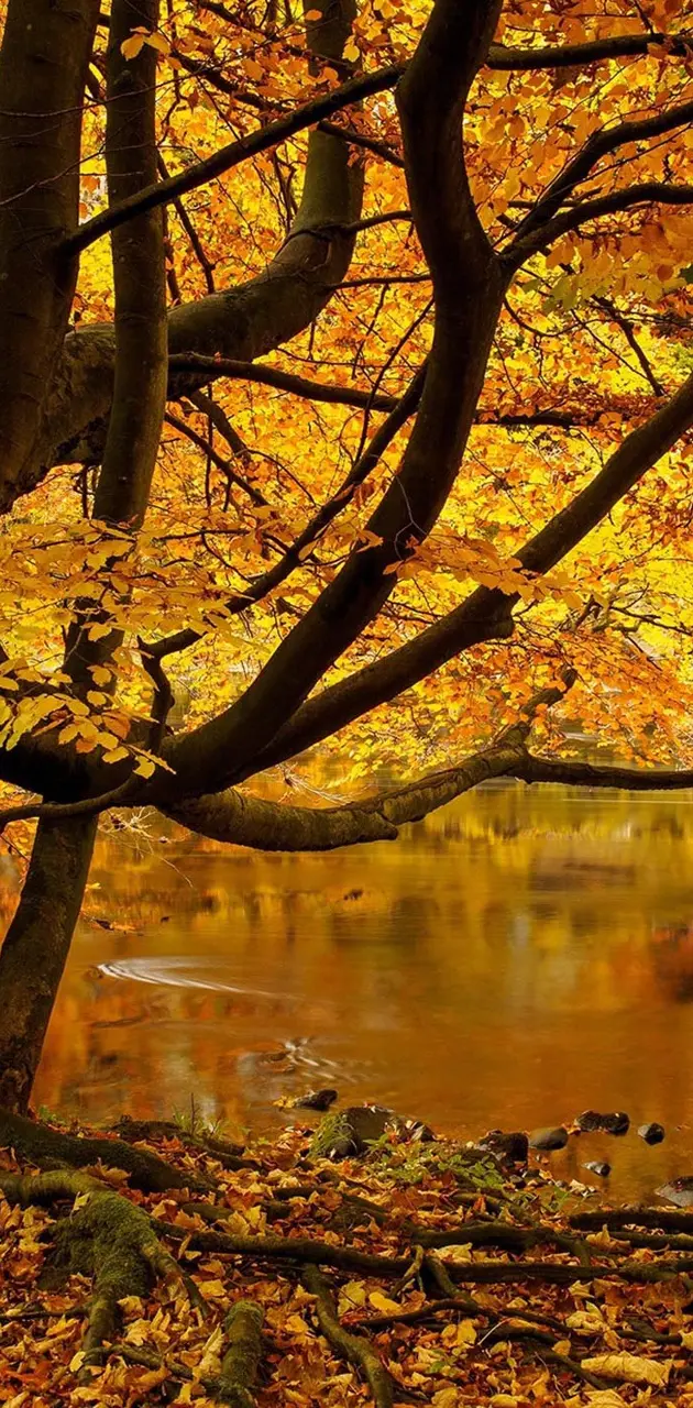 Yellow Leaves pond