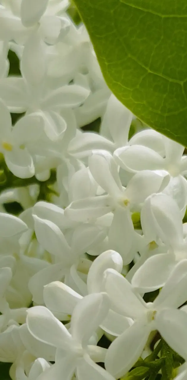 White lilas 