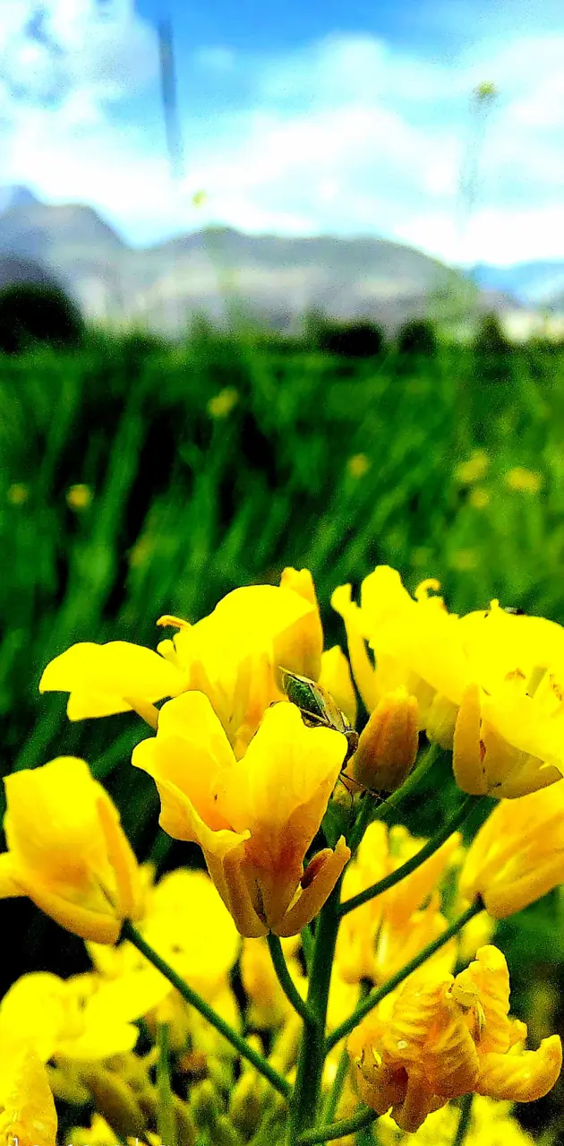  yellow flower