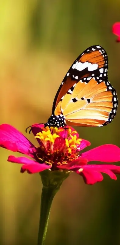 beauty buterfly