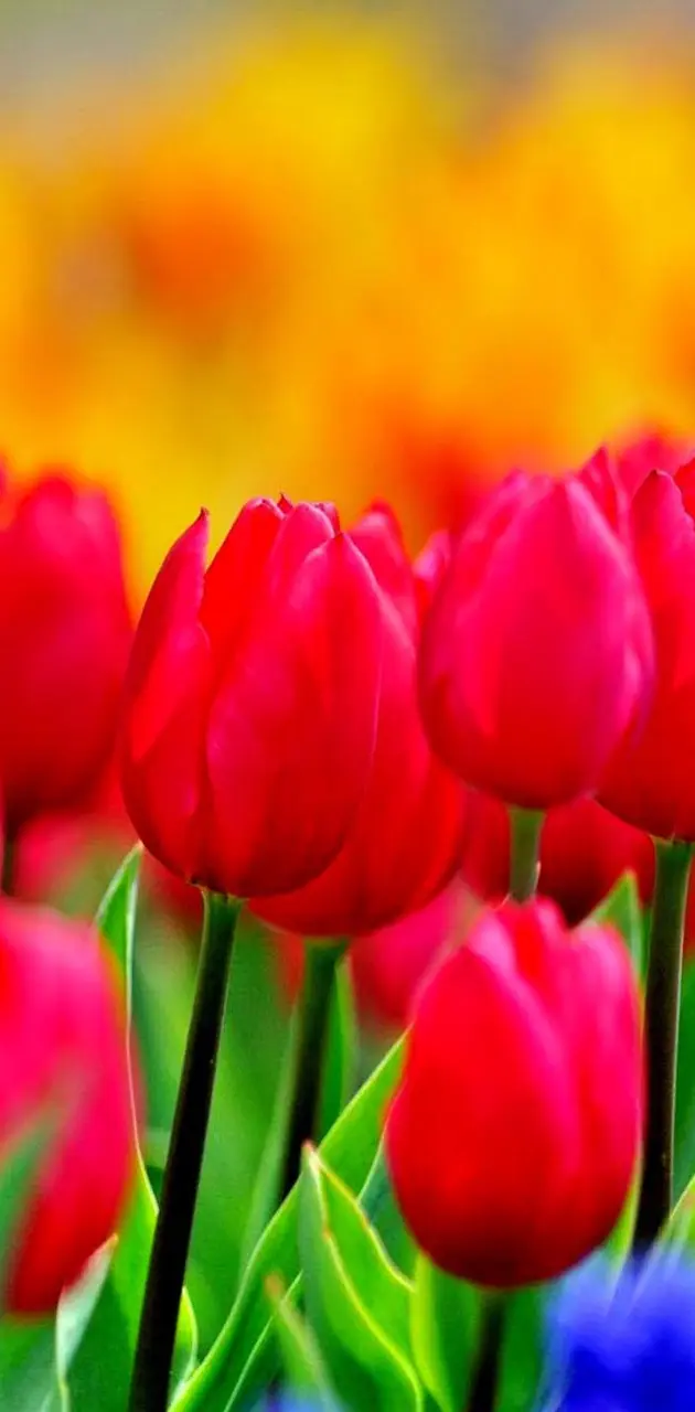 Bright Red Tulips