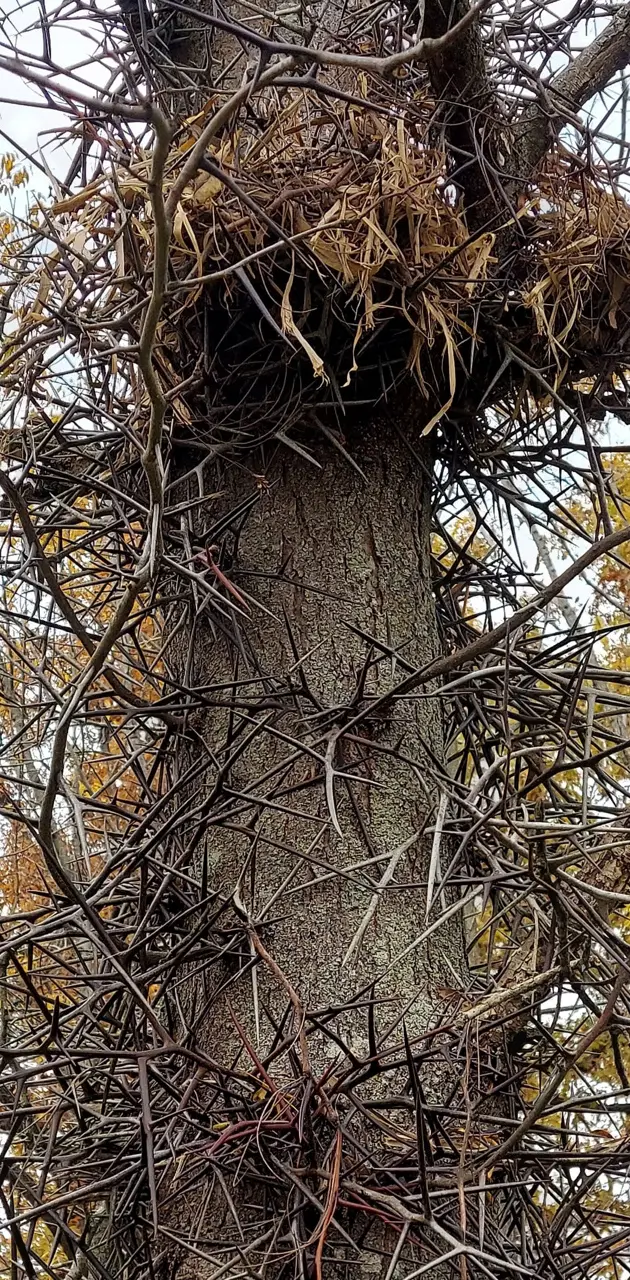 Tree of Thorns