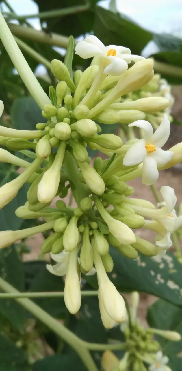Flower Papaya