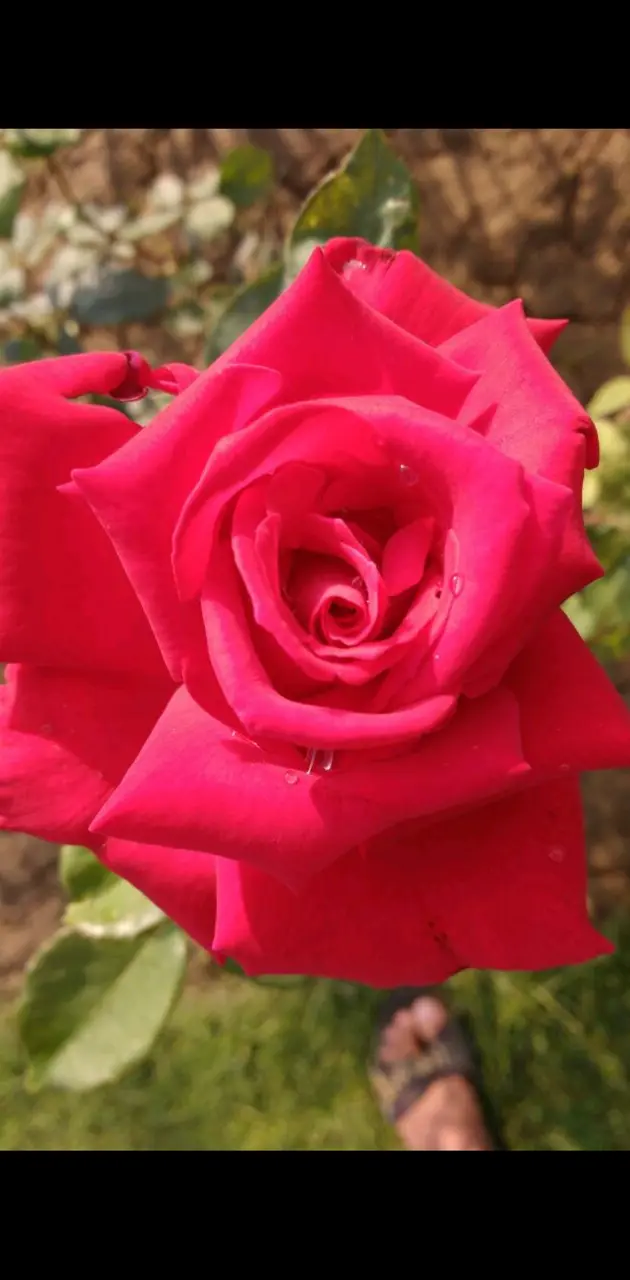 Red Roze