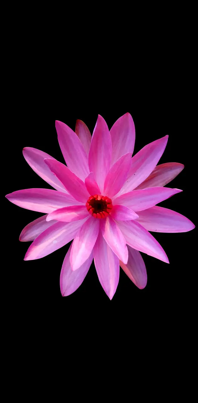 Waterlily Flower