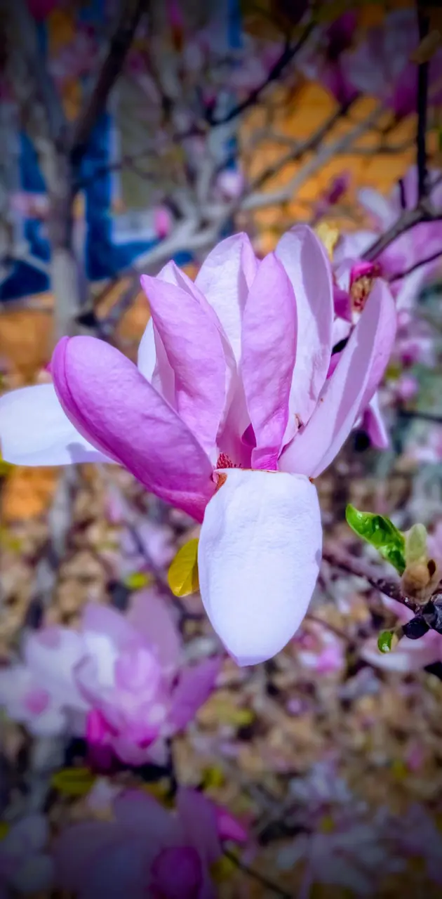 Jane Magnolia flower