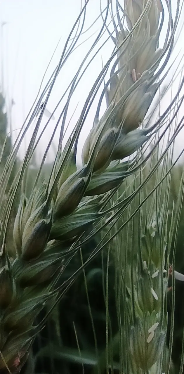 Grain